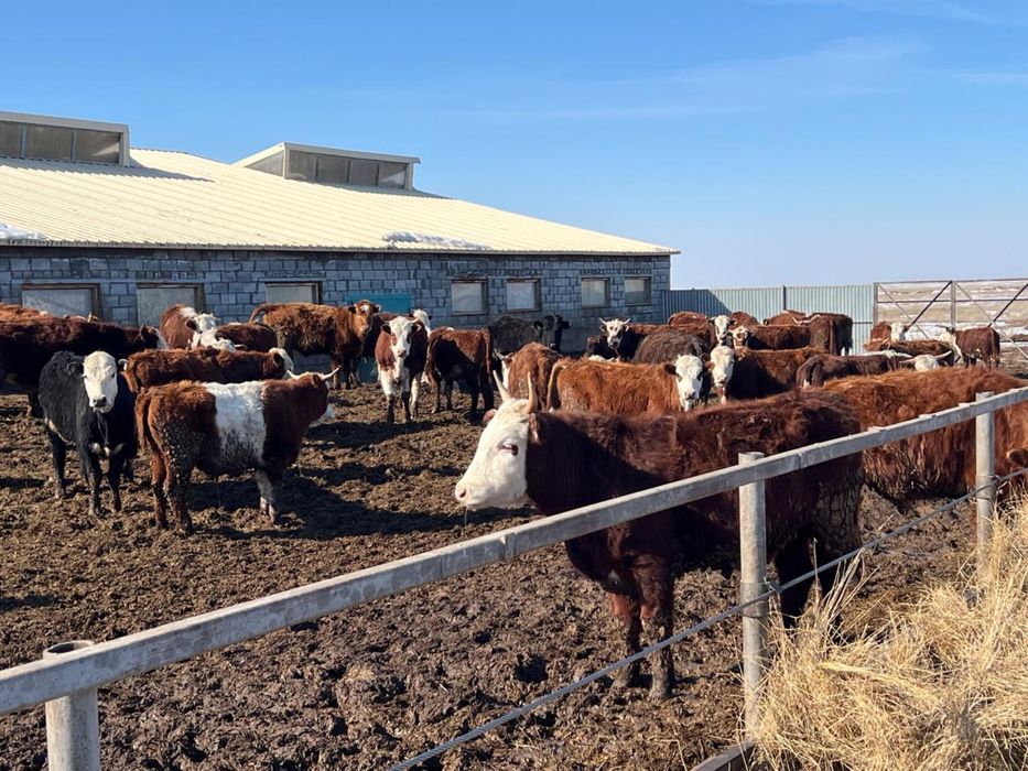 Қара мал, КРС, тайынша,