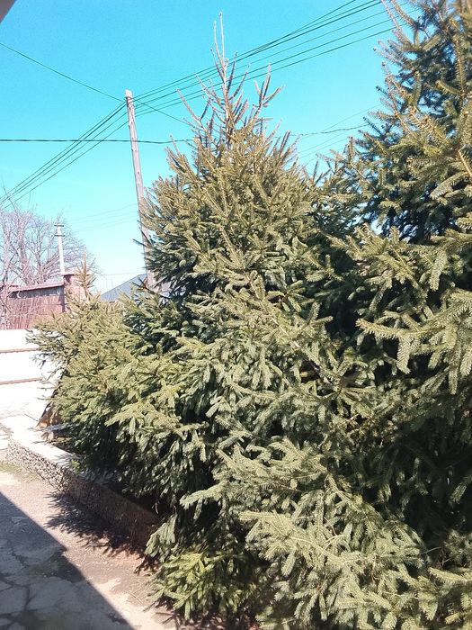 Продам елки по 3 метра