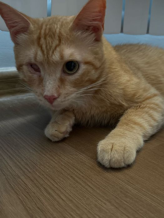 Особенный котик ищет дом