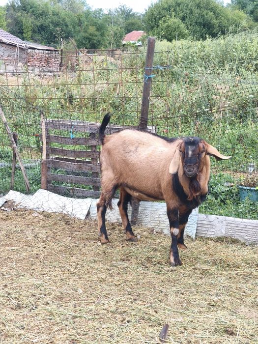 Țap anglonubian bun de monta