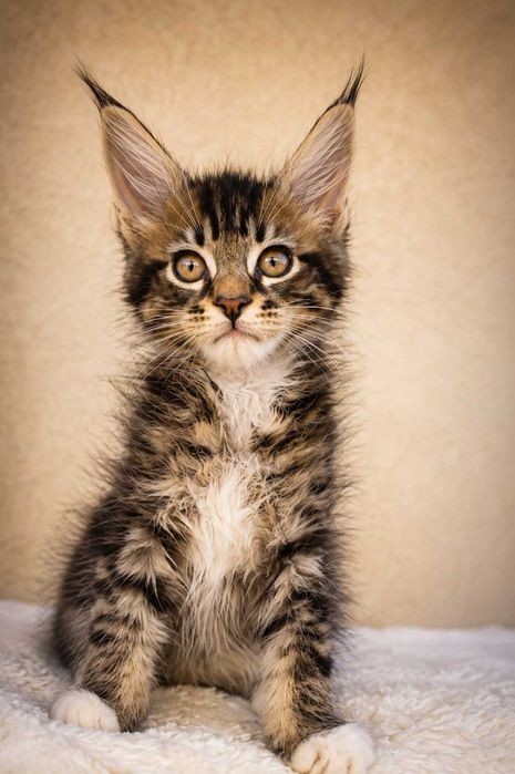 Pisica Maine Coon Regina pădurii Black Tabby (Classic Wild Look de Elită) | Lynx Rune Code