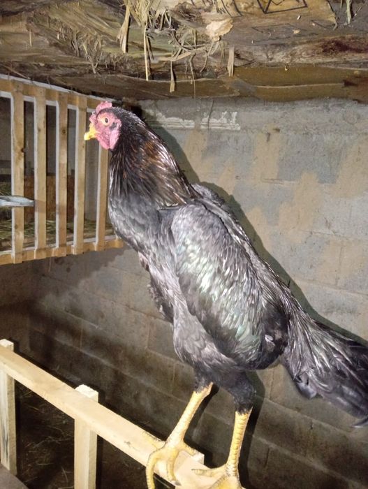 Ассаламу Алейкум! Продам Шамо