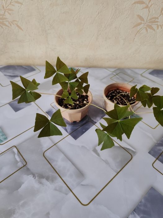 Комнатные растения, распродажа.