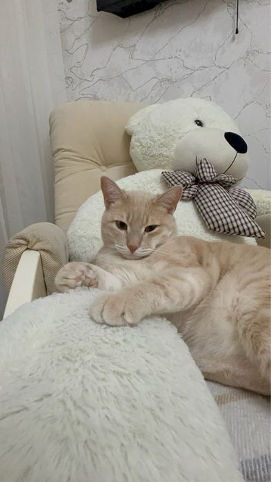 отдам кота в добрые руки