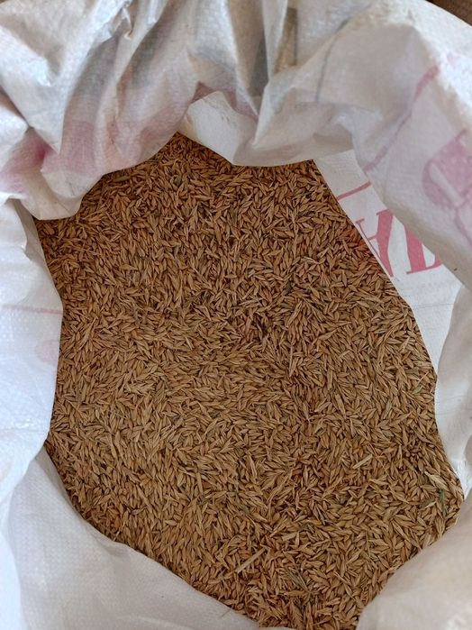 Arpa sotiladi. 4000 dan. Mestniy. 1  tonna.