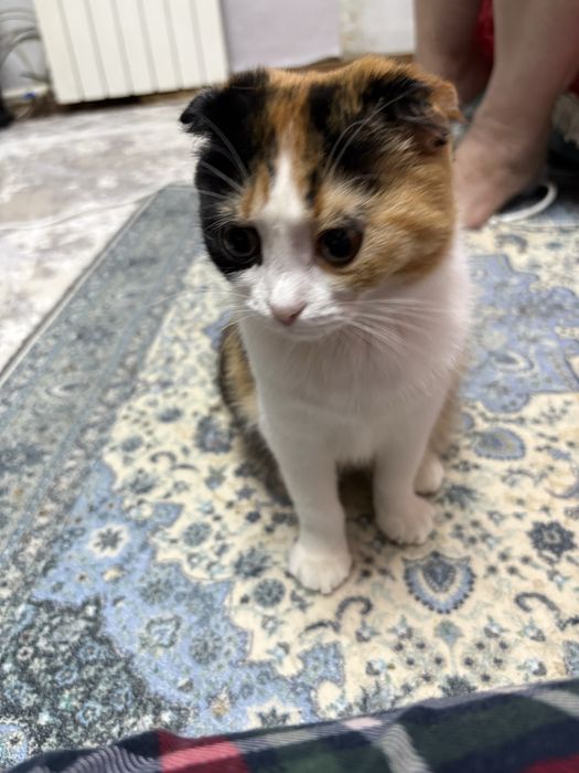 Отдам в хорошие руки