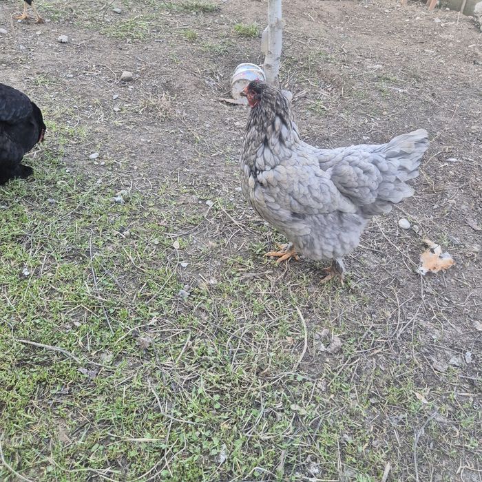 Тауық сатылады .