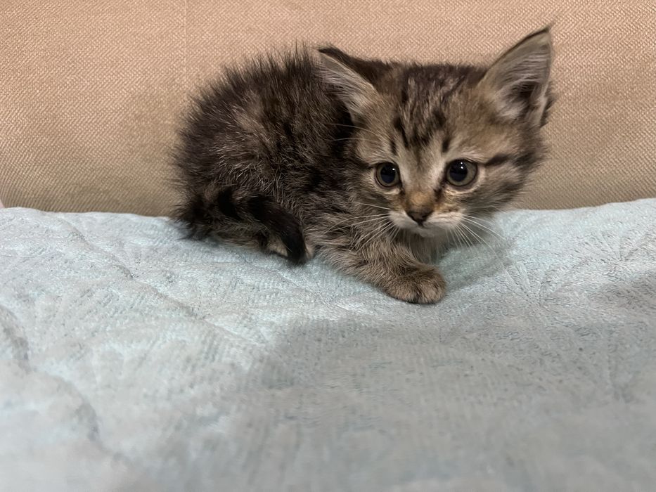 Отдам котят в добрые руки