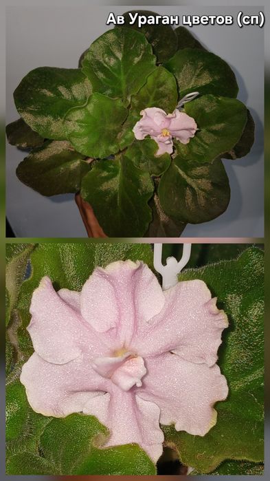 Фиалки разные продам
