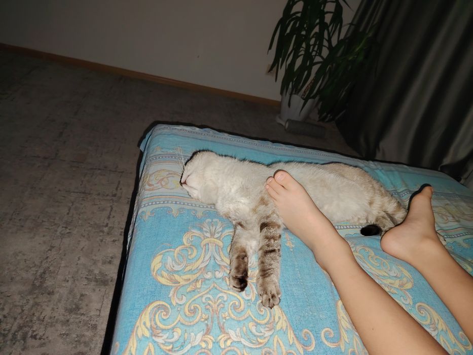 Котик ищет новый дом