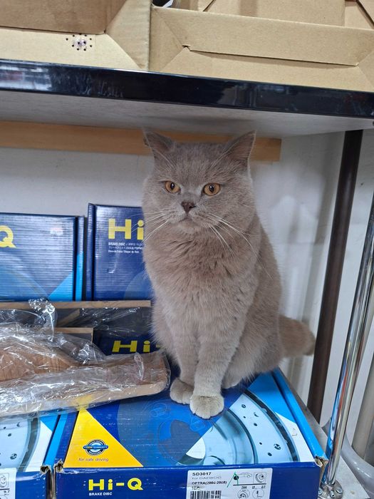 Mushik erkak vyaskaga sotlmid toza latok bladi