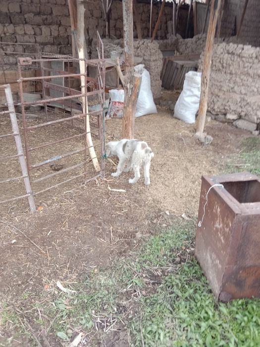 Собака Кушик сатылады