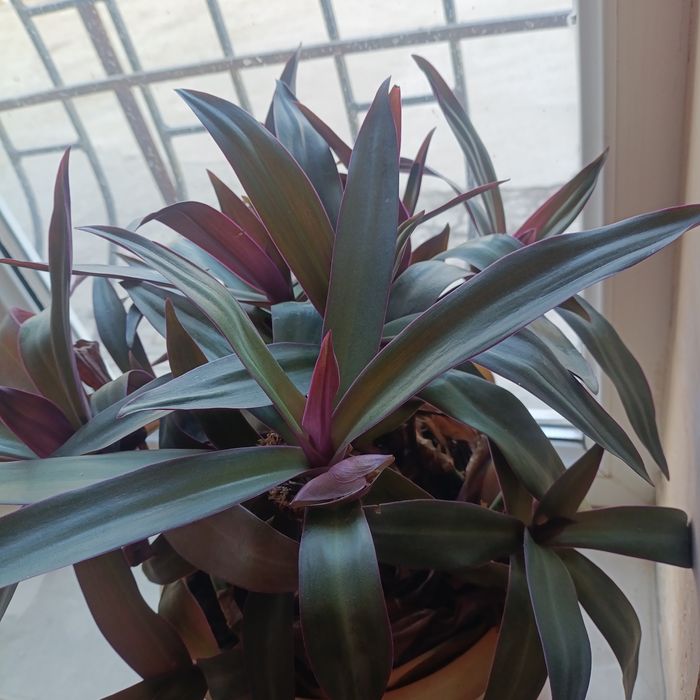 Рео традесканция