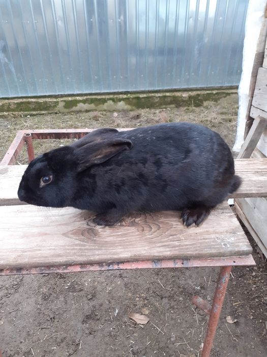 Vand Femela  uriaș  negru  montată