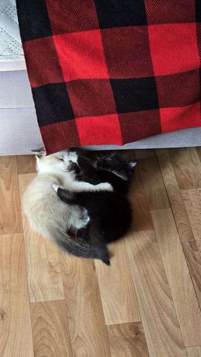 Отдам котят мальчик и девочка