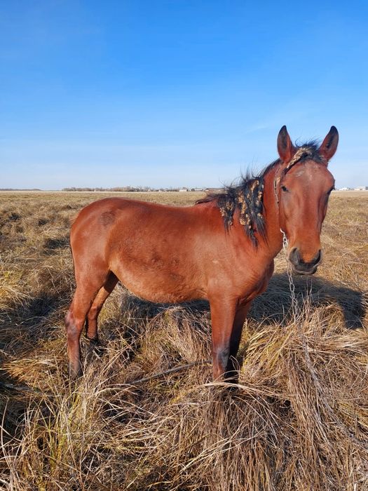 Продам жеребца 2.5 года 700000