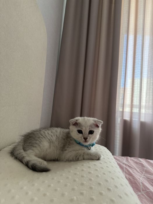 Милые породистые котята