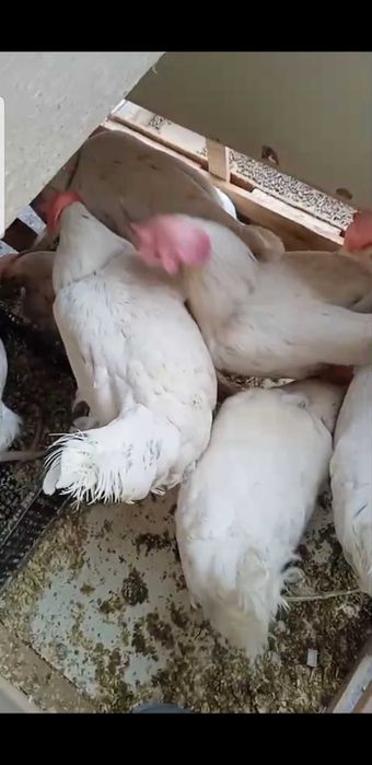 uyda boqilgan oq tovuq tuxumda