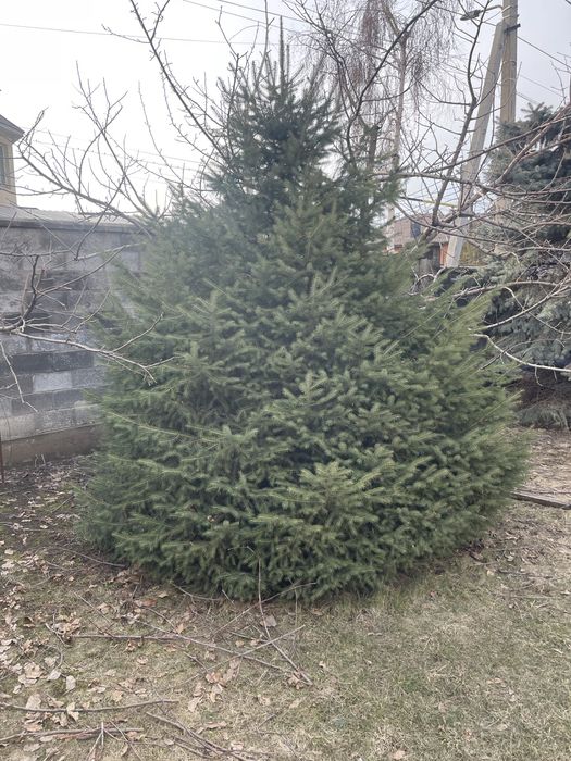Продается елка, пушистая, высота 2.0-2,5 м
