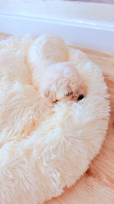 Bichon maltez mini toy rasa pura