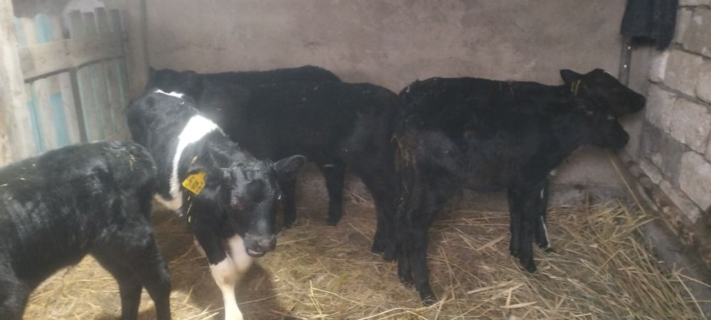 4 айлык бузаулар сатылады.