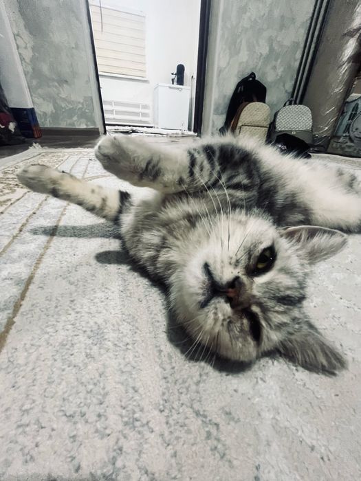 шотланский прямоуха