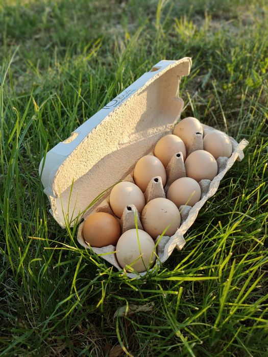 Ouă de țară pentru consum