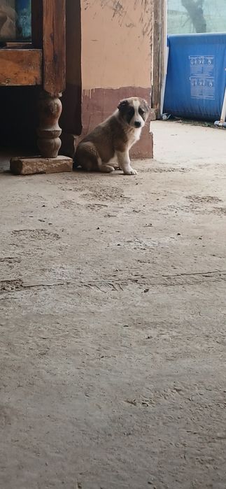 Алабай чупон ит болалари сотилади