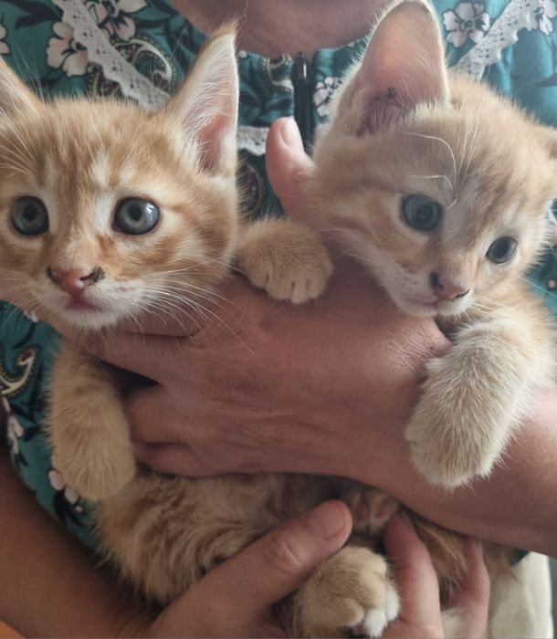 Бесплатно котята