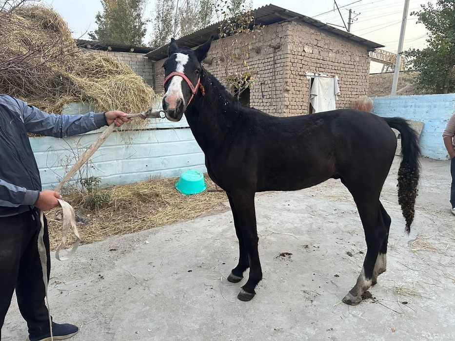Лошадь Айгыр 1,5 года
