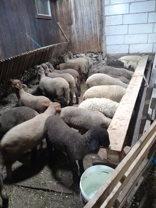 Vând miei de paște