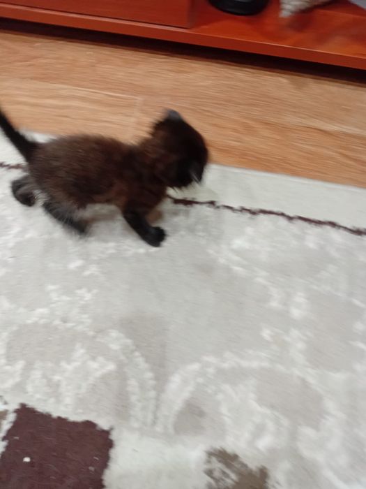 Отдам котят в добрые руки