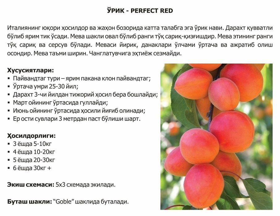 Olma gilos nok urik va mevali va manzarali kuchatlar bor