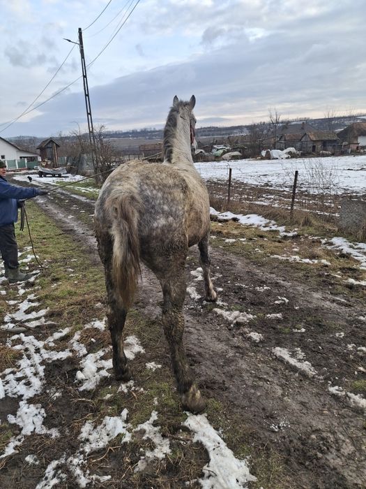 De vanzare cal castrat