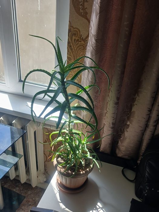 Продам алое 3х летка
