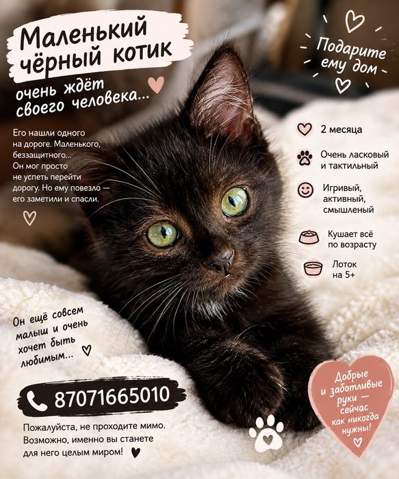 Котенок ищет дом