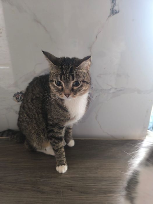 Ищем семью коту Феофану, британец экзот