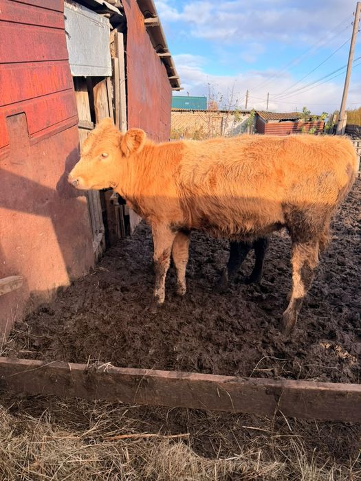 Продам телочку 6 месяцев
