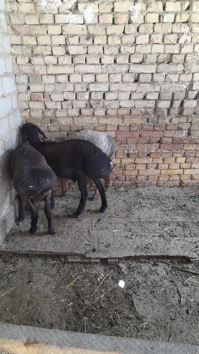 Куй сотаман кучкорлар