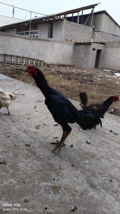 Dakan xoʻroz 10 oylik