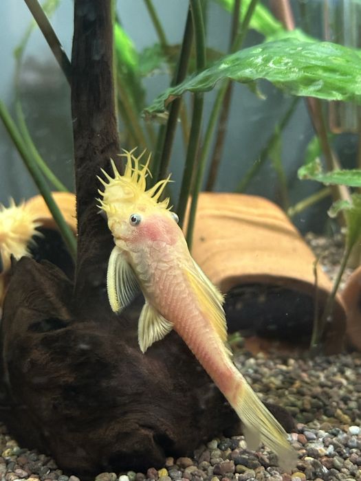 Анциструс номерной l 144