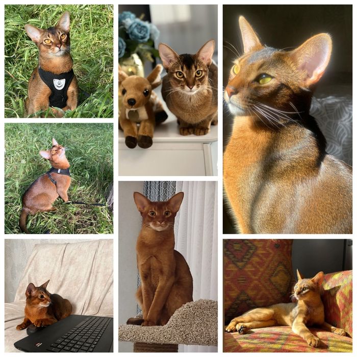 Абиссинский кот вязка