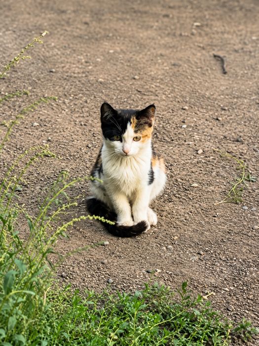Отдам маленьких котят в добрые руки