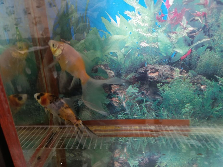 Баликлар сотилади нархини келишамиз