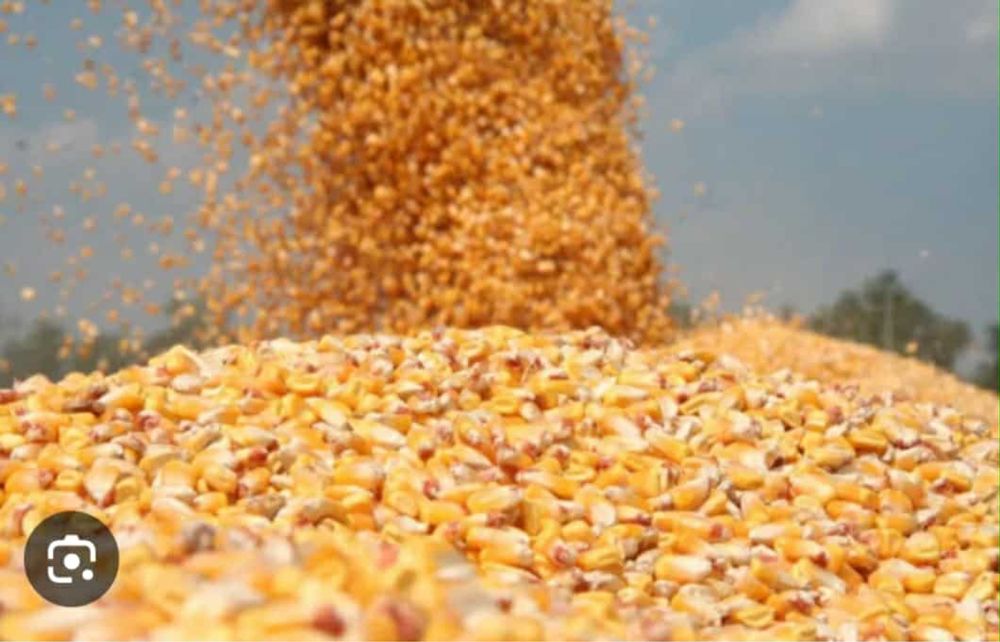 Vand porumb cu an de productie 2025