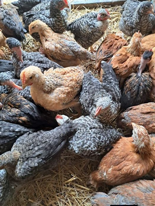 Pui kabir și porumbac