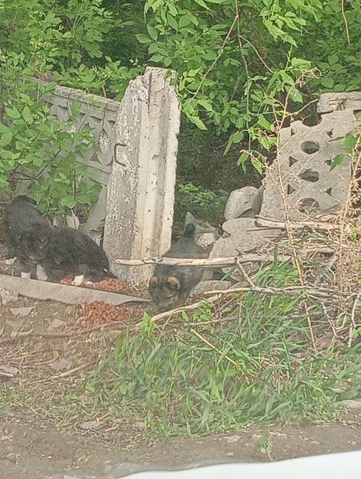 Найдены щенки ,ласковые,,