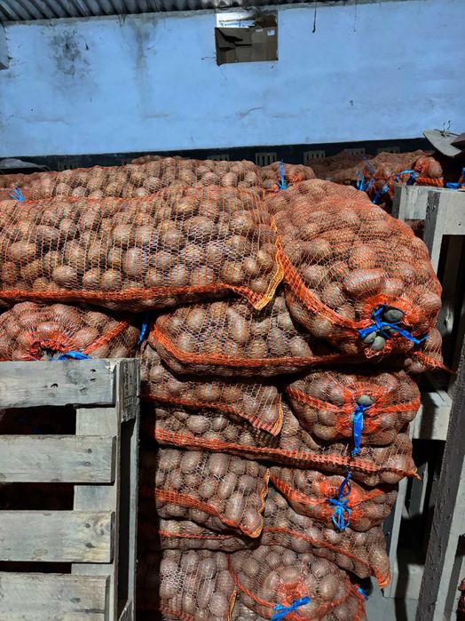 Samamta de cartofi Carrera, Paradiso, Red Fantezy