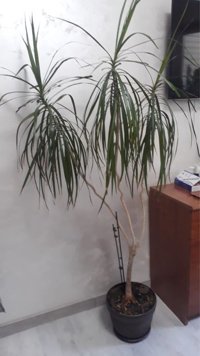 Драцена, высота 2м