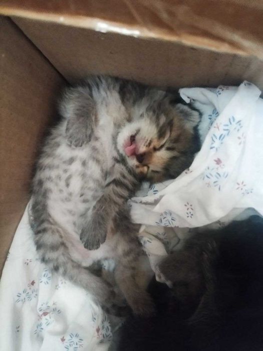 Котята в хорошие руки